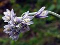 Alpine Bead Lily